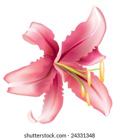 Beautiful vector lily for design