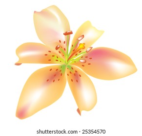 Beautiful vector lily for design