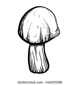 Beautiful vector line art and handy drawn aspen mushroom on white background.
