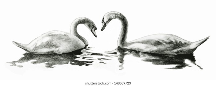 A beautiful vector nature scene of swans floating in a lake in a romantic design and is a hand drawn illustration isolated on a white background