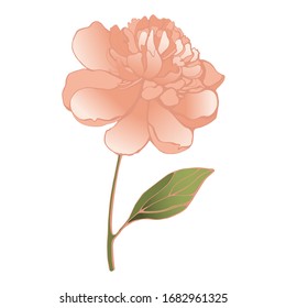 Schöne Vektorillustration ein rosafarbenes Peony. 