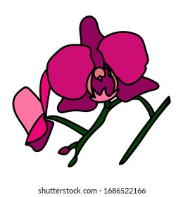 Beautiful vector orchid. Pink and violet Phalaenopsis. Realistic vector flowers