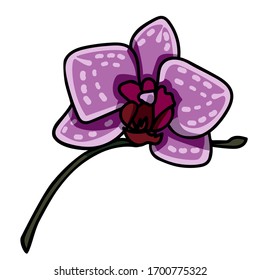 Hermosa orquídea vectorial. Falenopsis rosa y violeta. Flores vectoriales realistas
