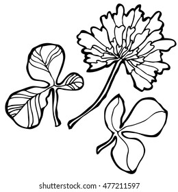 Beautiful vector pattern with Clover flowers 