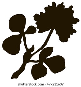 Beautiful vector pattern with Clover flowers 