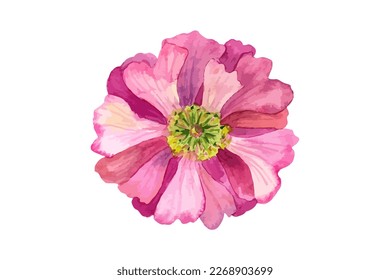 Hermosa flor vectorial rosa con estambres amarillos. Ilustración dibujada a mano con acuarela. Aislado sobre fondo blanco.