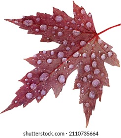 beautiful vector red leaves leaf