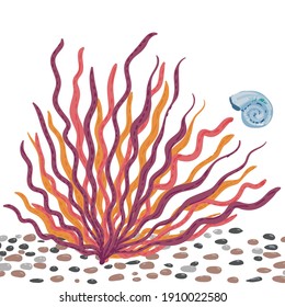 Beautiful vector seaweed, coral, shells, stones, underwater world