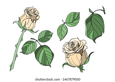 beautiful vector set of colors of painted roses and leaves. Flower arrangement isolated on background. designer cards and wedding invitations, birthday, Valentine's Day, mother's Day, holiday
