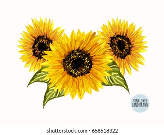 Beautiful vector set of hand drawn sunflowers and leaves isolated on white background.