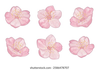 Beautiful vector set of pink sakura flowers, isolated. Perfect for floral designs, invitations, branding, and decorative projects