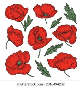 Hermoso conjunto vectorial de flores de amapola. Para crear impresiones inusuales y coloridas, imprimir en tela, accesorios, ropa, papel pintado y mucho más. Ilustración botánica con flores rojas.