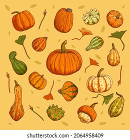 Beautiful vector set of various sorts of sketch drawn ripe pumpkins decorated with leaves and buds. Autumn harvest set