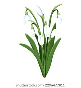 Beautiful vector snowdrops. First spring flowers. clipart. Delicate snowdrop flowers for your design 