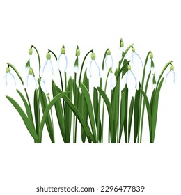 Beautiful vector snowdrops. First spring flowers. clipart. Delicate snowdrop flowers for your design 