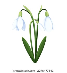 Beautiful vector snowdrops. First spring flowers. clipart. Delicate snowdrop flowers for your design 