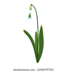 Beautiful vector snowdrops. First spring flowers. clipart. Delicate snowdrop flowers for your design 