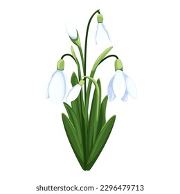 Beautiful vector snowdrops. First spring flowers. clipart. Delicate snowdrop flowers for your design 