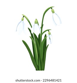 Beautiful vector snowdrops. First spring flowers. clipart. Delicate snowdrop flowers for your design 