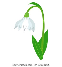 Beautiful vector snowdrops. First spring flowers.Snowdrops blossoming through the snow. Simple vector flat illustration.