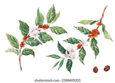 Beautiful vector stock clip art illustration with hand drawn watercolor coffee plant branch with white flowers green leaves and red beans.