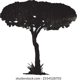 Beautiful Vector Stone Pine or Umbrella Pine tree with a vintage (Grunge) effect.