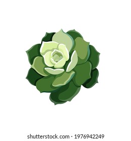 Beautiful vector Succulent named Stone Rose on white isolated background isolated green Echeveria Elegance in Flat design style for prints, patterns, stickers, elements of decor for social media.