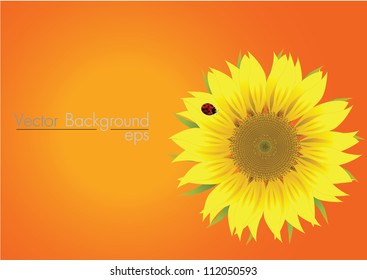 beautiful vector sunflower with ladybird