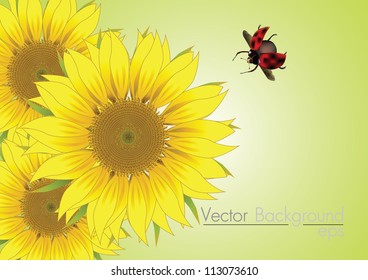 beautiful vector sunflowers ladybird