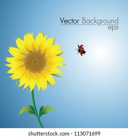 beautiful vector sunflowers ladybug
