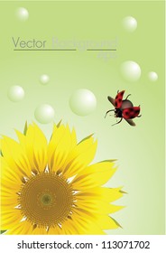 beautiful vector sunflowers ladybug