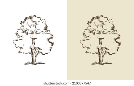 Beautiful vector tree silhouette outline vector icon for nature apps and websites