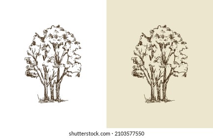 Beautiful vector tree silhouette outline vector icon for nature apps and websites