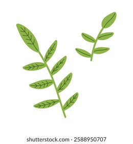 Beautiful vector twigs with leaves on a white background. Floral elements are green leaves. Botanical illustrations. Spring set of leaves.