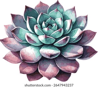 Beautiful vector watercolor realistic illustration of a succulent