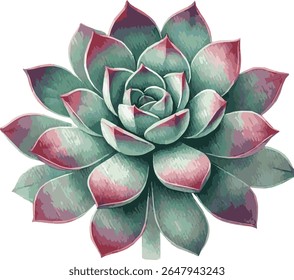 Beautiful vector watercolor realistic illustration of a succulent