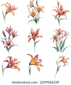 Beautiful vector watercolor set with lily flowers. Illustration