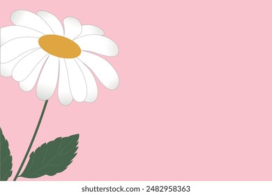 Beautiful vector white chamomile flower on a delicate pink background. Minimalist flower arrangement with copy space. Spring summer concept.
