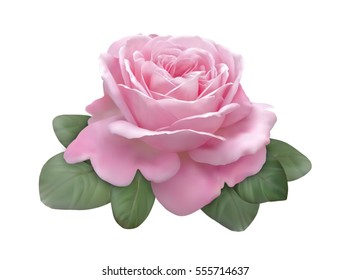 Beautiful vectorized rose flower isolated on white background