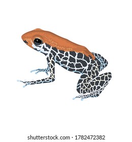 Beautiful Venomous frog Spotted Orange Animal reptile Design