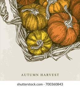 Beautiful vintage background. Autumn harvest. Basket with pumpkins. Vector illustration.