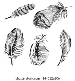 Beautiful vintage vector illustration showing five different types of feathers isolated on white