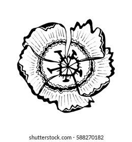 Beautiful violet flower isolated. Hand drawn spring flowers. design greeting card, invitation of the wedding, birthday, Valentine's Day, earth day, spring day, mother's day