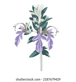 Hermosa flor violeta. Flores de primavera salvajes aisladas. Arte de tinta grabado de color sencillo. Elemento de ilustración aislado sobre fondo blanco.