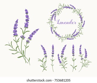 Beautiful violet lavender collection: a wreath, bunch of flowers and separate 
inflorescences