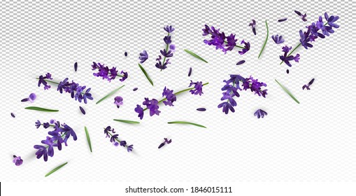 Beautiful violet lavender flower on transparent background. Banner with lavender flowers for perfumery, health products, wedding invitation. Vector illustration.