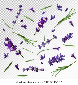 Beautiful violet lavender flower on transparent background. Banner with lavender flowers for perfumery, health products, wedding invitation. Vector illustration.