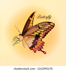 Beautiful Wall Brown Butterfly