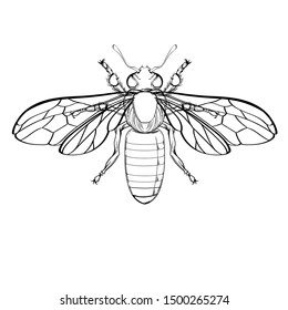 Beautiful wasp on a white background in linear style. Hand-drawn.