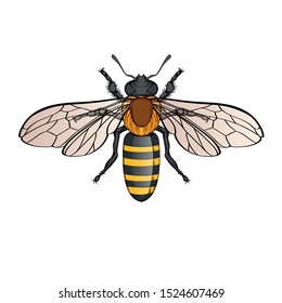 Beautiful wasp on a white background in linear style. Hand-drawn.